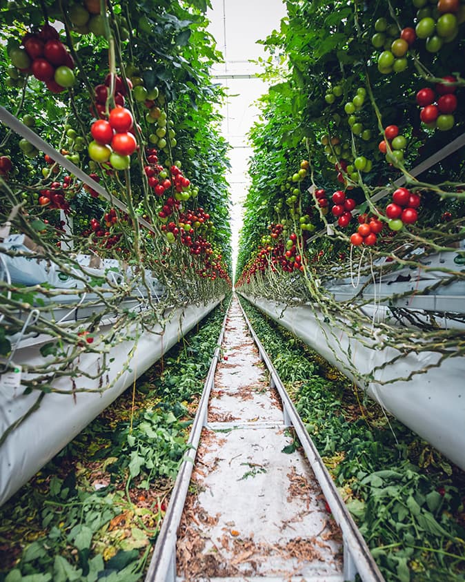 Image represents horticulture